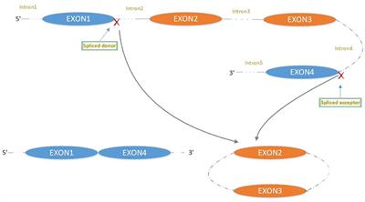 CircHIPK3: Key Player in Pathophysiology and Potential Diagnostic and Therapeutic Tool